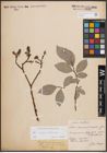 Foto von Salix caprea L. x Salix silesiaca Willd.